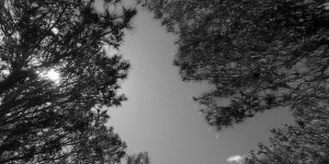 black and white shot up through a tree canopy to a clear sky above
